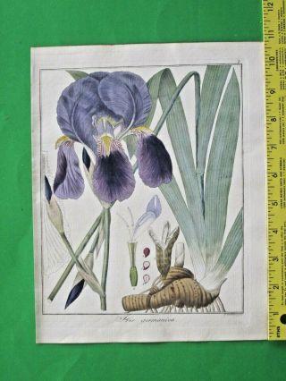 Hayne,  Getreue Darstellung,  Bearded Iris,  Iris Germanica,  Handcol.  Engrav.  1833