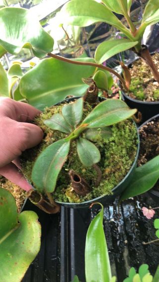 Nepenthes Mollis Extremely Rare Large