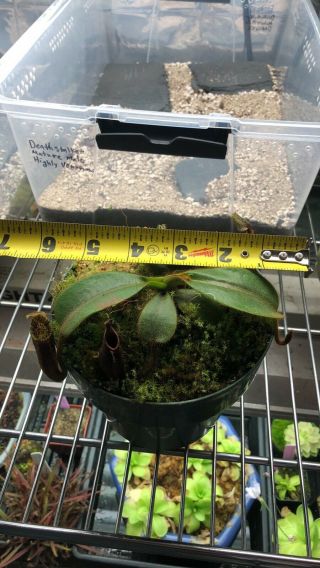 Nepenthes mollis EXTREMELY RARE Large 2