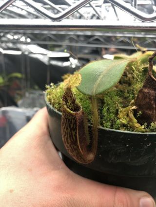 Nepenthes mollis EXTREMELY RARE Large 3