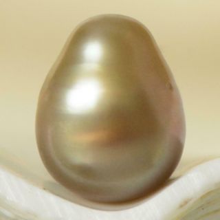 2.  30 Ct Natural Wild Pteria Penguin Winged Oyster Pearl 7.  96 Mm - Extremely Rare