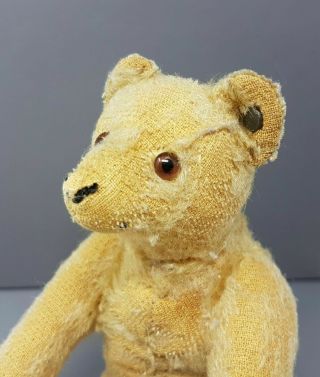 Rare Early 1900 Sweet Steiff Teddy Bear With His Button 8 Inches