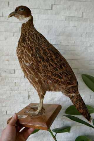Premium Vintage Female Impeyan Pheasant Taxidermy Collectors Papers About 1970