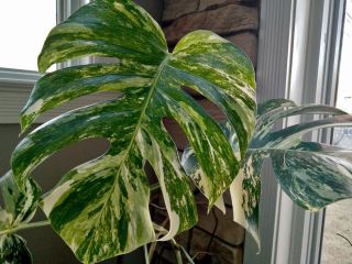 Rare Variegated Monstera (" Philodendron ") - Spectacular Aroid 4 " Pot