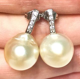 Natural Pale Gold Australian South Sea 13 X 13.  8mm Cultured Round Pearl Earrings