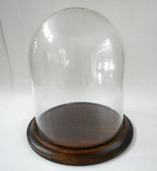 Vintage 10.  75 " X 10 " Glass Display Dome Cloche Walnut Finished Base Felt Bottom