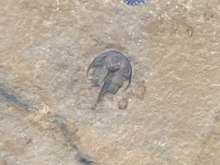 Trilobite - Extremely Rare Loncocephalus - Weeks Formation - Crinoid Age - Fossils
