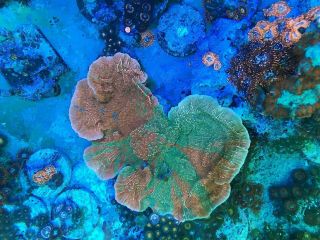 Grafted Montipora 6 " Size Colony Ultra Color Rare Live Coral Wysiwyg