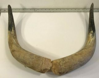 Vintage Longhorn Steer Bull Horns Matching Set Unmounted 16 "