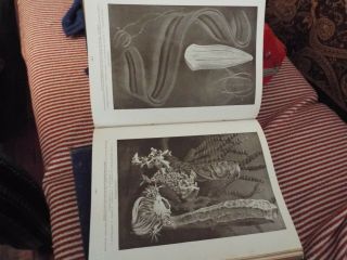 3 x antique vintage books harmsworth natural history colour plates.  childrens 3