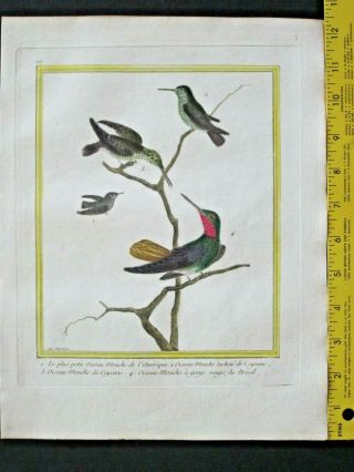 Hummingbirds,  Le Plus Petit Oiseau - Mouche De L 