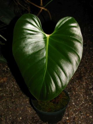 PHILODENDRON LYNAMII,  Creeping Species,  Extremely RARE Aroid Plant 4