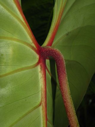 PHILODENDRON LYNAMII,  Creeping Species,  Extremely RARE Aroid Plant 5