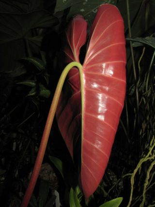 PHILODENDRON LYNAMII,  Creeping Species,  Extremely RARE Aroid Plant 6
