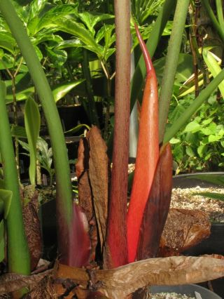 PHILODENDRON LYNAMII,  Creeping Species,  Extremely RARE Aroid Plant 7