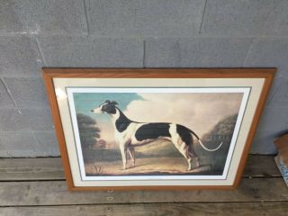 Vintage English Greyhound Framed & Matted Print
