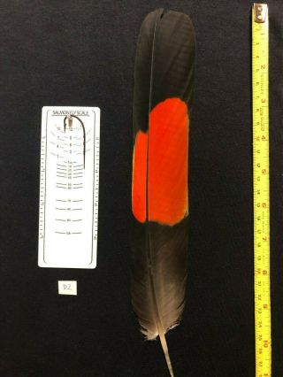 Salmon Fly Tying Feather - Banksian Cockatoo - Large - Vintage Craft Peyote