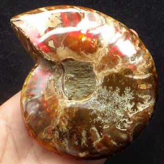 1410.  1ct 100 Natural Iridescent Ammonite Rough Specimen Fossil Yan6054