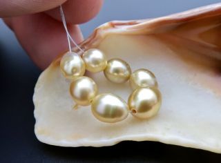 7pc Rare Large Aaaaa South Sea Keishi Pearls - Rich Deep Natural Golden Color