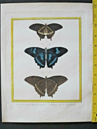 Butterfly,  Blue Morpho,  Le Chapelet Bleu,  Echarpe,  Buffon,  Histoire Naturelle,  1765 - 83