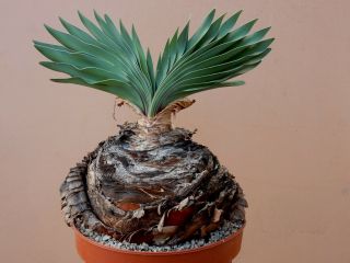 Boophane disticha - Succulent - Caudex - Rare - South Africa - Import 3