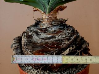 Boophane disticha - Succulent - Caudex - Rare - South Africa - Import 4