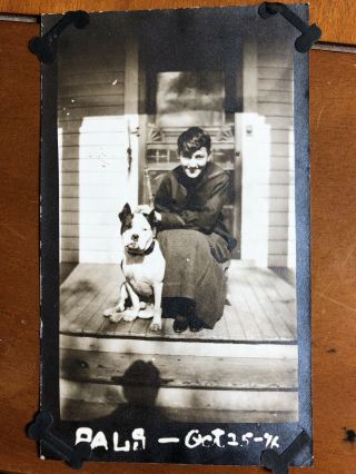 Vintage Antique Photo Large Head Dog American Pit Bull Terrier Pal’s Oct 25 1916