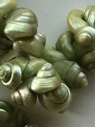 Vintage Aboriginal Tasmanian Green iridescent Maireener snail shell 30 