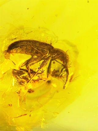 Rare Snout Beetle Curculionida.  Burmite 100 Natural Myanmar Insect Amber Fossi
