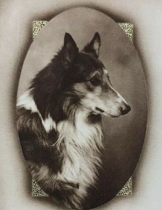 Vintage Collie Dog Print “tribute To A Dog” Document Excerpt Framed Matted