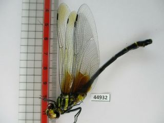 44932.  Odonata: Chlorogomphus Sp?.  New?.  Vietnam Central.  Rare