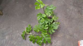 Rhaphidophora Tetrasperma Aka Mini Monstera,  Philodendron Ginny.  Rare.  2 Plant