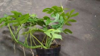 Rhaphidophora Tetrasperma aka Mini monstera,  Philodendron Ginny.  Rare.  2 plant 2
