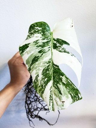 RARE Variegated Monstera Borsigiana Albo Variegata Cutting - Deliciosa - Aroid 2