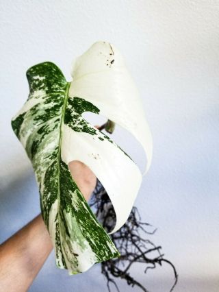 RARE Variegated Monstera Borsigiana Albo Variegata Cutting - Deliciosa - Aroid 3