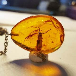 Vintage Baltic Amber Necklaces With Insect Inside 6gr