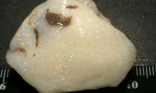 Coober Pedy Specimen Opalise Shell 115 Carats Rare Fossils Color Grey