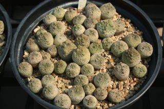 Pseudolithos cubiformis x 100 seeds rare succulent cactus caudex ariocarpus 2