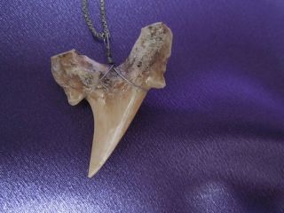 Vintage Shark Tooth Sterling Silver Chain Necklace 3