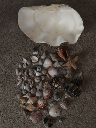 Rare Real Giant Clam Shell With Some Great Shell Everything In Picture.