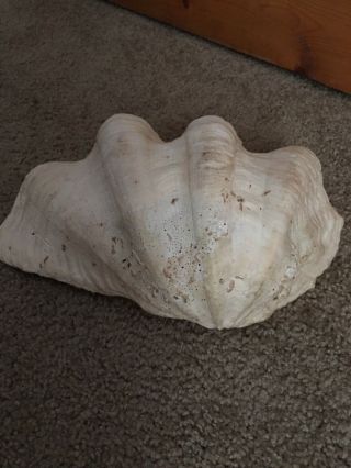 Rare Real Giant Clam Shell With Some Great Shell Everything In Picture. 2