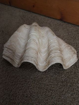 Rare Real Giant Clam Shell With Some Great Shell Everything In Picture. 3