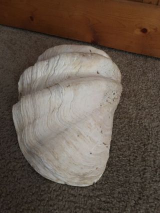 Rare Real Giant Clam Shell With Some Great Shell Everything In Picture. 4