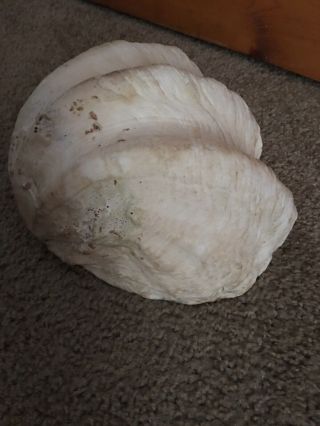 Rare Real Giant Clam Shell With Some Great Shell Everything In Picture. 5