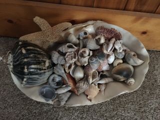 Rare Real Giant Clam Shell With Some Great Shell Everything In Picture. 6