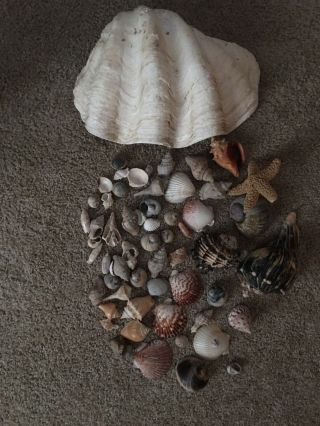 Rare Real Giant Clam Shell With Some Great Shell Everything In Picture. 7