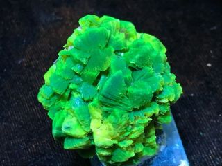 Rare Green Autunite Cluster On Matrix