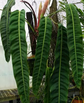Philodendron Patriciae Long Leaf Beauty Rare Aroid For Tropical Plant Collectors