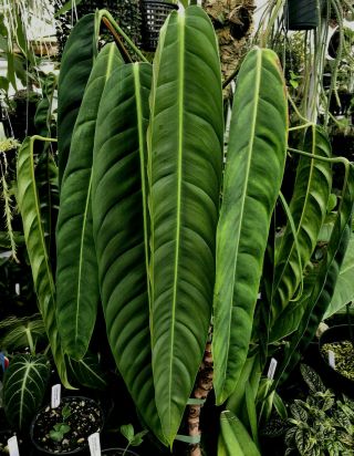 Philodendron patriciae long leaf beauty rare aroid for tropical plant collectors 2