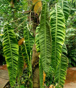 Philodendron patriciae long leaf beauty rare aroid for tropical plant collectors 5